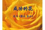 關(guān)于《成功的花》讀后感