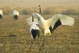 丹頂鶴
