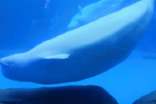 海洋里驕傲的藍(lán)色小鯨魚的故事及點(diǎn)評(píng)