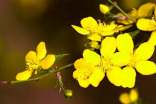 關(guān)于迎春花的詩句100句