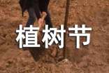 關(guān)于植樹節(jié)的優(yōu)美句子