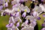 精選紫藤花作文3篇