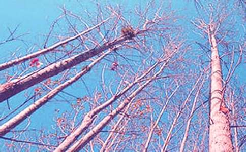 《白楊禮贊》教學(xué)實(shí)錄