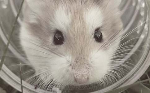 (���T)С�}(c��ng)�������12ƪ