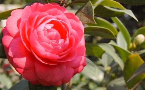 【精華】山茶花作文15篇