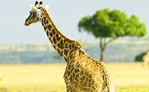 長頸鹿和大象搭橋兔子過河看圖寫話