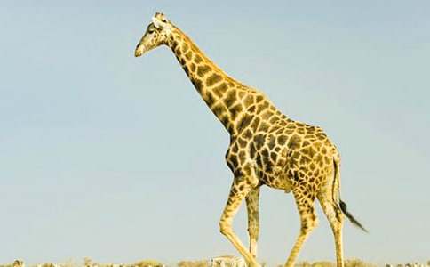 長頸鹿的作文【優(yōu)秀】