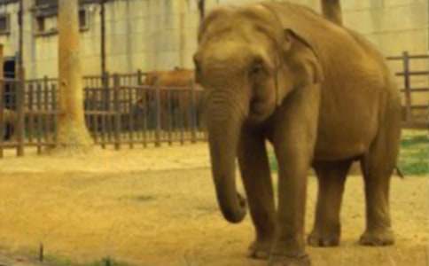 小兔大象過河看圖寫話