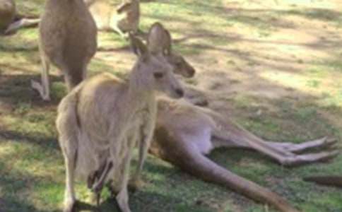 袋鼠的作文(優(yōu)秀)