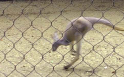 袋鼠的作文15篇(集合)