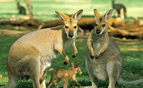 С���w���Α�̰������󋌋�