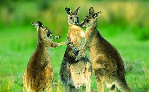 中班體育教案袋鼠跳