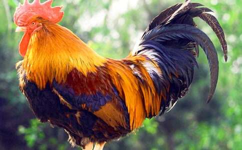 好斗的公雞作文(集合)