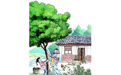 (精華)《桂花雨》課文15篇