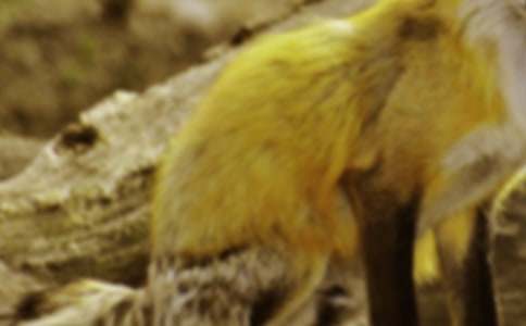 【薦】烏鴉與狐貍故事15篇