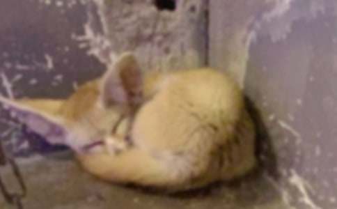 狐貍與烏鴉的故事優(yōu)秀(15篇)