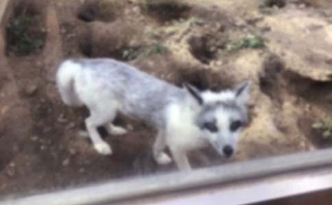 烏鴉和狐貍的故事15篇(精品)