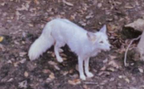 烏鴉和狐貍的故事