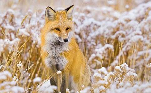 【推薦】烏鴉與狐貍故事