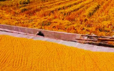 ���Ռ��`����