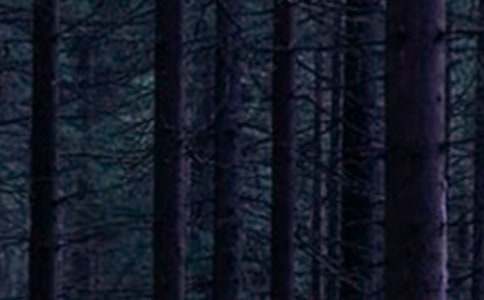 森林防火作文15篇(通用)