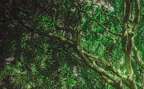 ɭ�ַ�������15ƪ[��]