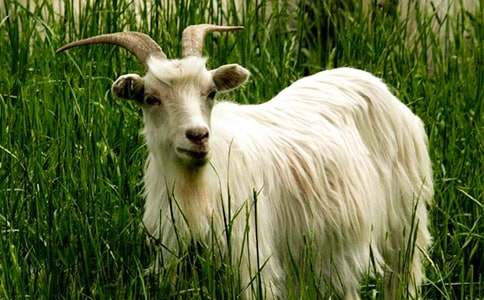 ��ֻɽ���^��ľ�򿴈D��Ԓ