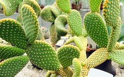 仙人掌作文【必備15篇】