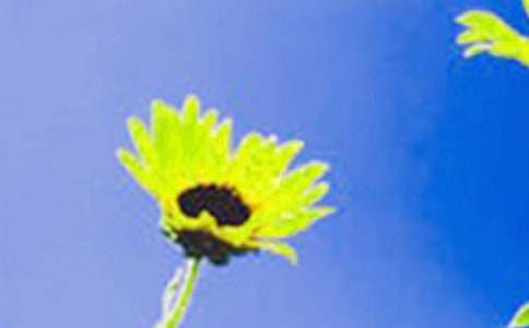 (精選)寫向日葵的作文