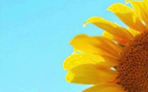 寫向日葵的作文