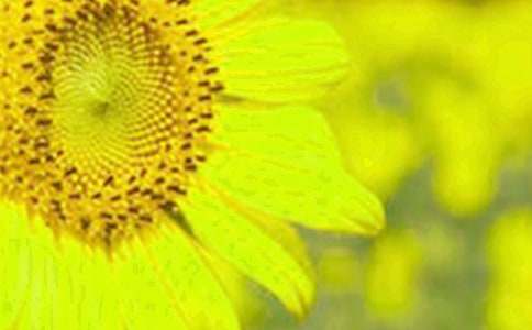 向日葵的作文【共15篇】