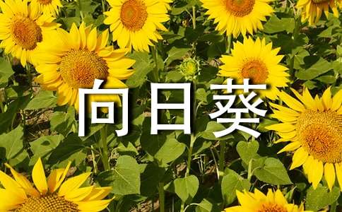 向日葵的作文集合15篇