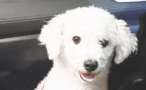 小狗小學(xué)作文300字(優(yōu))