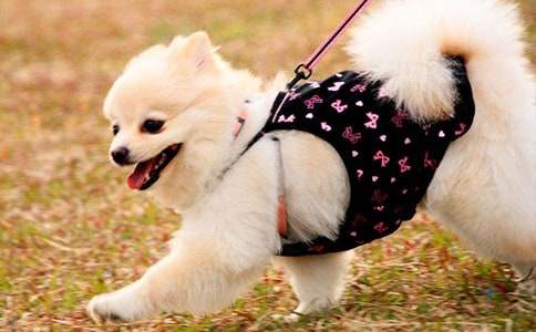 我的`動物朋友四年級小狗