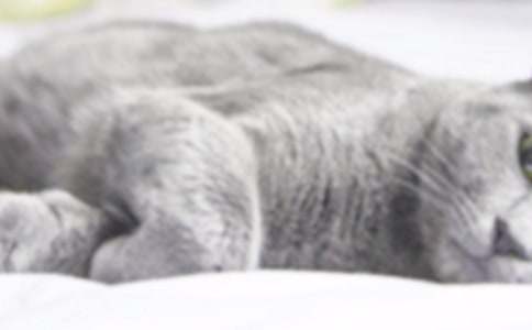 我家的小貓小學(xué)作文