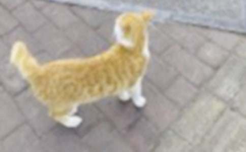 關(guān)于小貓小學(xué)作文300字集合8篇