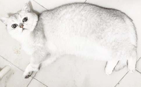 實(shí)用的小貓小學(xué)作文300字錦集六篇