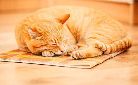 小貓咪何石秋小學(xué)作文