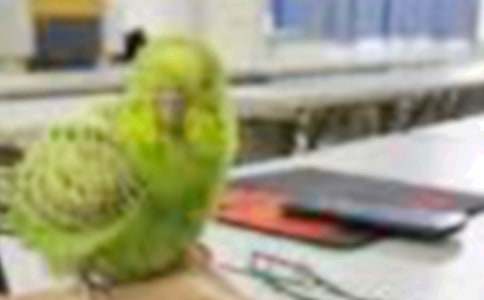 小班體育游戲教案老鷹捉小鳥