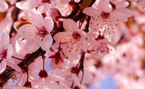 贊美櫻花的詩句大全